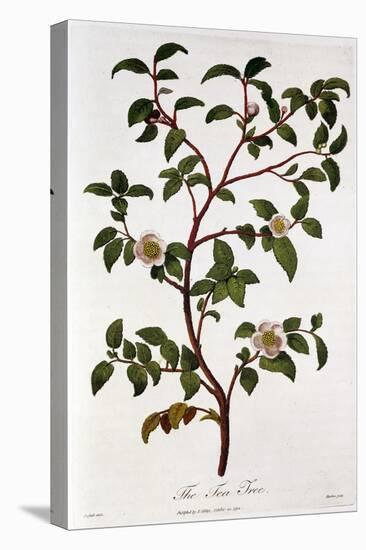 Tea: Branch of Camellia Sinensis, 1798-null-Premier Image Canvas