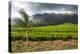 Tea Estate on Mount Mulanje, Malawi, Africa-Michael Runkel-Premier Image Canvas