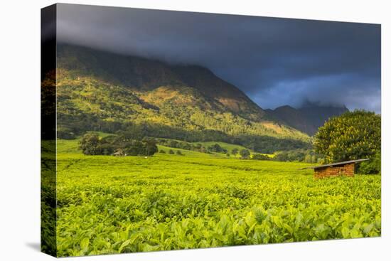 Tea Estate on Mount Mulanje, Malawi, Africa-Michael Runkel-Premier Image Canvas