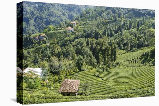 Tea Fields in Rize, Black Sea Region of Turkey-Ali Kabas-Premier Image Canvas