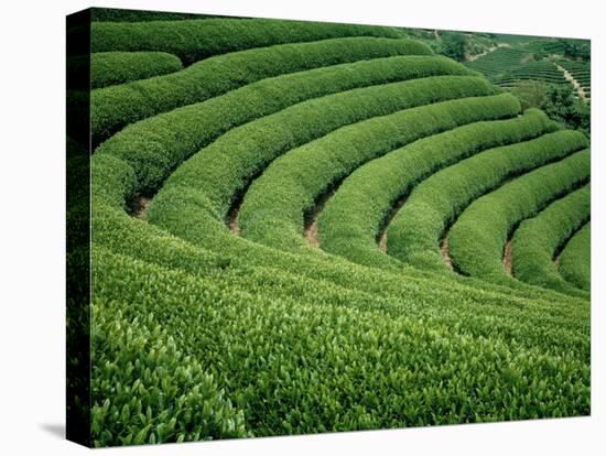 Tea Garden-null-Premier Image Canvas