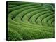 Tea Garden-null-Premier Image Canvas