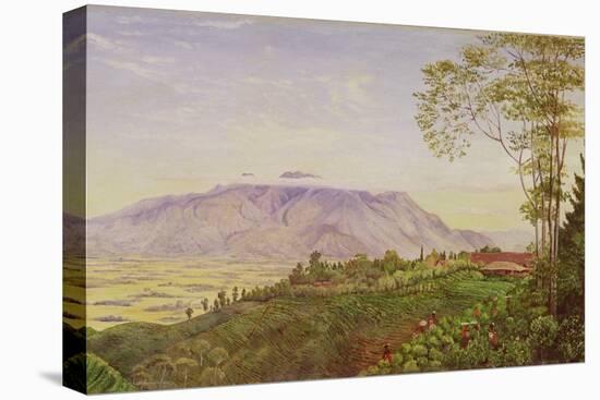 Tea Gathering in Mr. Hoelle's Plantation at Garoet, Java, circa 1875 (Board)-Marianne North-Premier Image Canvas