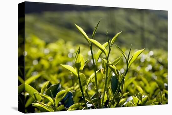 Tea Leaves, Munnar, Kerala, India, Asia-Balan Madhavan-Premier Image Canvas