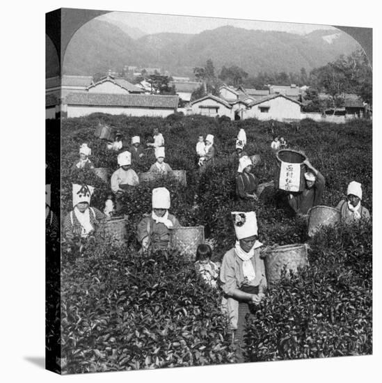 Tea-Picking in Uji, Japan, 1904-Underwood & Underwood-Premier Image Canvas