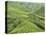 Tea Plantation, Cameron Highlands, Perak, Malaysia, Southeast Asia, Asia-Jochen Schlenker-Premier Image Canvas