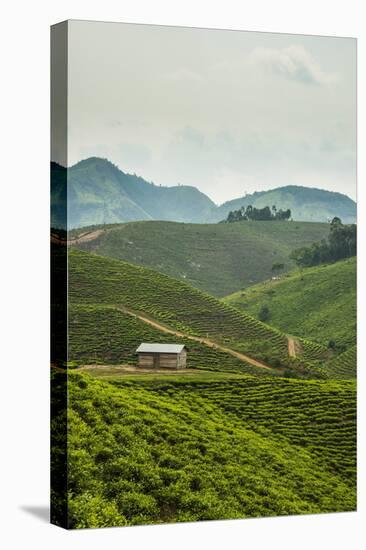 Tea Plantation in the Mountains of Southern Uganda, East Africa, Africa-Michael-Premier Image Canvas