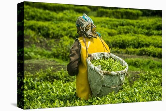 Tea Plantation in the Virunga Mountains, Rwanda, Africa-Michael-Premier Image Canvas