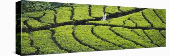 Tea Plantation, Kerala, India-Keren Su-Premier Image Canvas