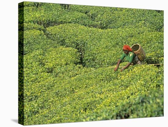 Tea Plantation, Kerala, Southern India-Peter Adams-Premier Image Canvas