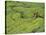 Tea Plantation, Kerala, Southern India-Peter Adams-Premier Image Canvas