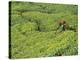 Tea Plantation, Kerala, Southern India-Peter Adams-Premier Image Canvas