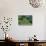 Tea Plantation-Alan Sirulnikoff-Premier Image Canvas displayed on a wall