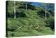 Tea Plantation-Alan Sirulnikoff-Premier Image Canvas