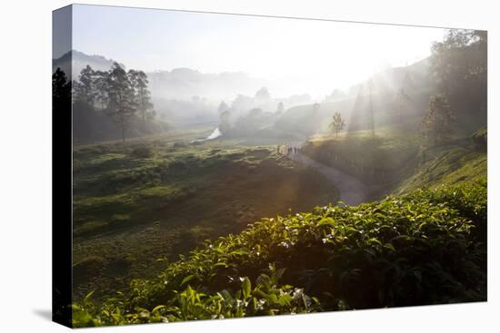 Tea Plantations and Road, Munnar, Western Ghats, Kerala, South India-Peter Adams-Premier Image Canvas