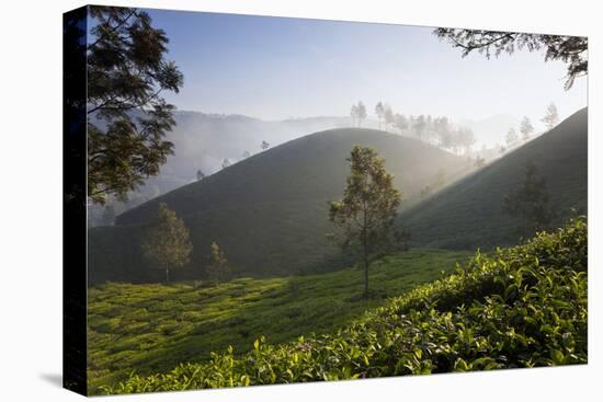 Tea Plantations, Munnar, Western Ghats, Kerala, South India-Peter Adams-Premier Image Canvas