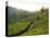 Tea Plantations Near Munnar, Kerala, India, South Asia-Ben Pipe-Premier Image Canvas