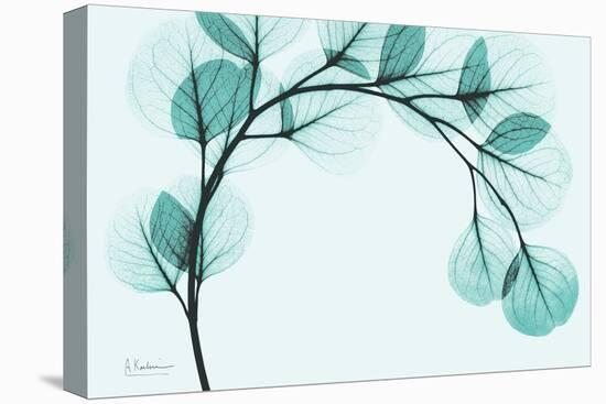 Teal Eucalyptus-Albert Koetsier-Stretched Canvas