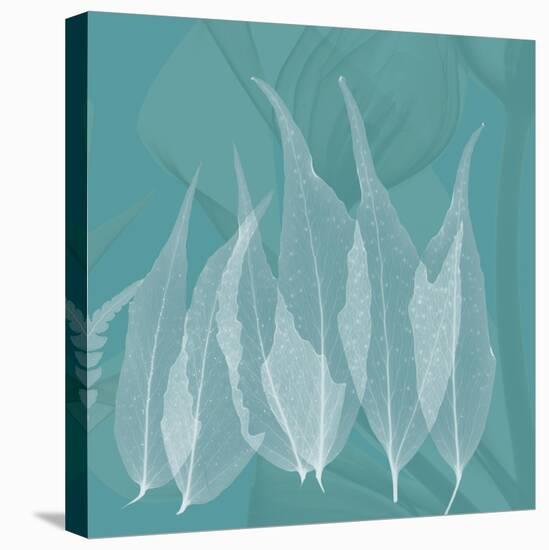 Teal Leaf Xray-Albert Koetsier-Stretched Canvas