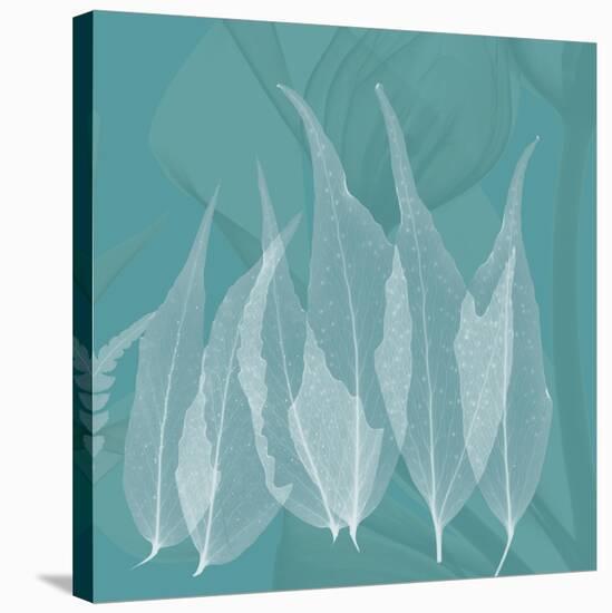 Teal Leaf Xray-Albert Koetsier-Stretched Canvas