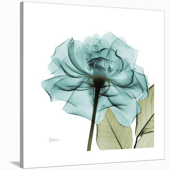 Teal Rose Green-Albert Koetsier-Stretched Canvas