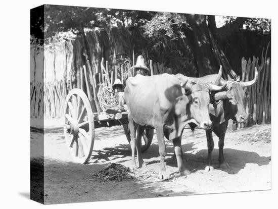 Team of Oxen, Mexico, C.1927-Tina Modotti-Premier Image Canvas