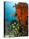 Technical Diver on Coral Reef.-Stephen Frink-Premier Image Canvas