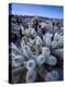 Teddy Bear Cactus or Jumping Cholla in Joshua Tree National Park, California-Ian Shive-Premier Image Canvas