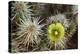 Teddy-Bear Cholla in Bloom, Anza-Borrego Desert State Park, California, Usa-John Barger-Premier Image Canvas