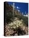 Teddy Bear Cholla (Opuntia Bigelovii), and Saguaro Cacti, Tonto National Monument, Arizona, USA-Ruth Tomlinson-Premier Image Canvas