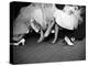 Teenage Girls Resting Feet at First Formal Dance at the Naval Armory-Cornell Capa-Premier Image Canvas