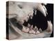 Teeth and Skull of Lion-null-Premier Image Canvas