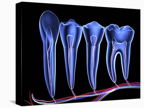 Teeth, Cross Section-PASIEKA-Premier Image Canvas