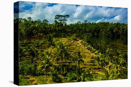 Tegalalang Terraced Rice Paddy, Bali, Indonesia, Southeast Asia, Asia-Laura Grier-Premier Image Canvas