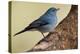 Teide's Blue Chaffinch (Fringilla Teydea) on Tree, Teide Np, Tenerife, Canary Islands, Spain, May-Relanzón-Premier Image Canvas