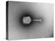 TEM of Single T4 Bacteriophage-M. Wurtz-Premier Image Canvas