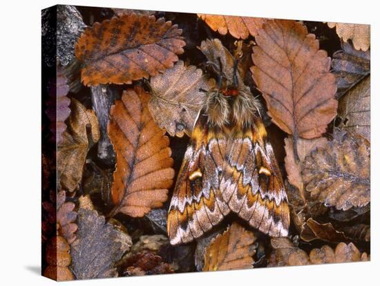 Temperate Rainforest Moth, La Araucania, Chile-Andres Morya Hinojosa-Premier Image Canvas
