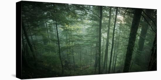 Temperate Rainforest of Western Washington-Steven Gnam-Premier Image Canvas