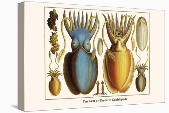 Ten Arm or Tentacle Cephlopods-Albertus Seba-Stretched Canvas