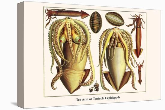 Ten Arm or Tentacle Cephlopods-Albertus Seba-Stretched Canvas