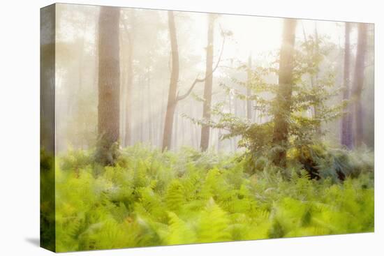 Tender Ferns-Viviane Fedieu Daniel-Premier Image Canvas