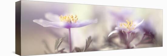 Tender spring-Heidi Westum-Premier Image Canvas