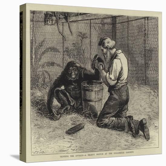 Tending the Invalid, a Recent Sketch at the Zoological Gardens-Samuel Edmund Waller-Premier Image Canvas