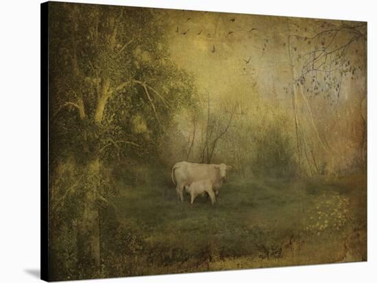 Tendre Charolais-Dawne Polis-Stretched Canvas