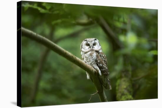 Tengmalm's owl, Aegolius funereus, branch, frontal, sit-David & Micha Sheldon-Stretched Canvas