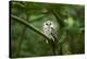 Tengmalm's owl, Aegolius funereus, branch, frontal, sit-David & Micha Sheldon-Stretched Canvas