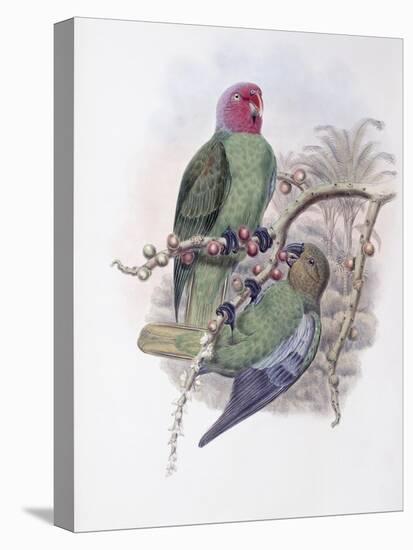 Tenimber Parrot-John Gould-Premier Image Canvas