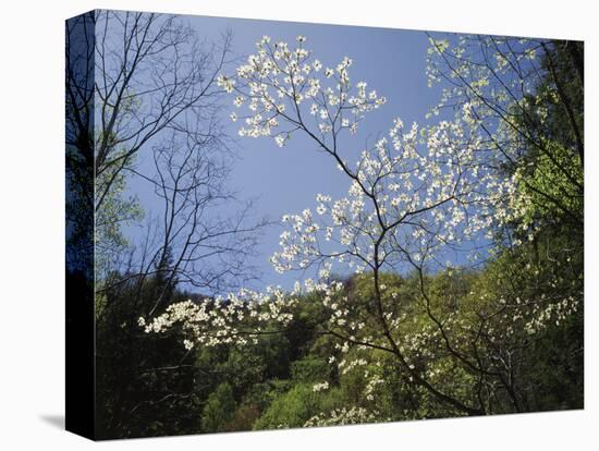 Tennessee, Great Smoky Mountains NP, Flowering Dogwood Trees (Cornus)-Christopher Talbot Frank-Premier Image Canvas