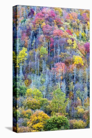 Tennessee, Great Smoky Mountains NP, View Along Newfound Gap Road-Jamie & Judy Wild-Premier Image Canvas