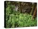 Tennessee, Great Smoky Mountains NP, Wildflowers Along a Stream-Christopher Talbot Frank-Premier Image Canvas